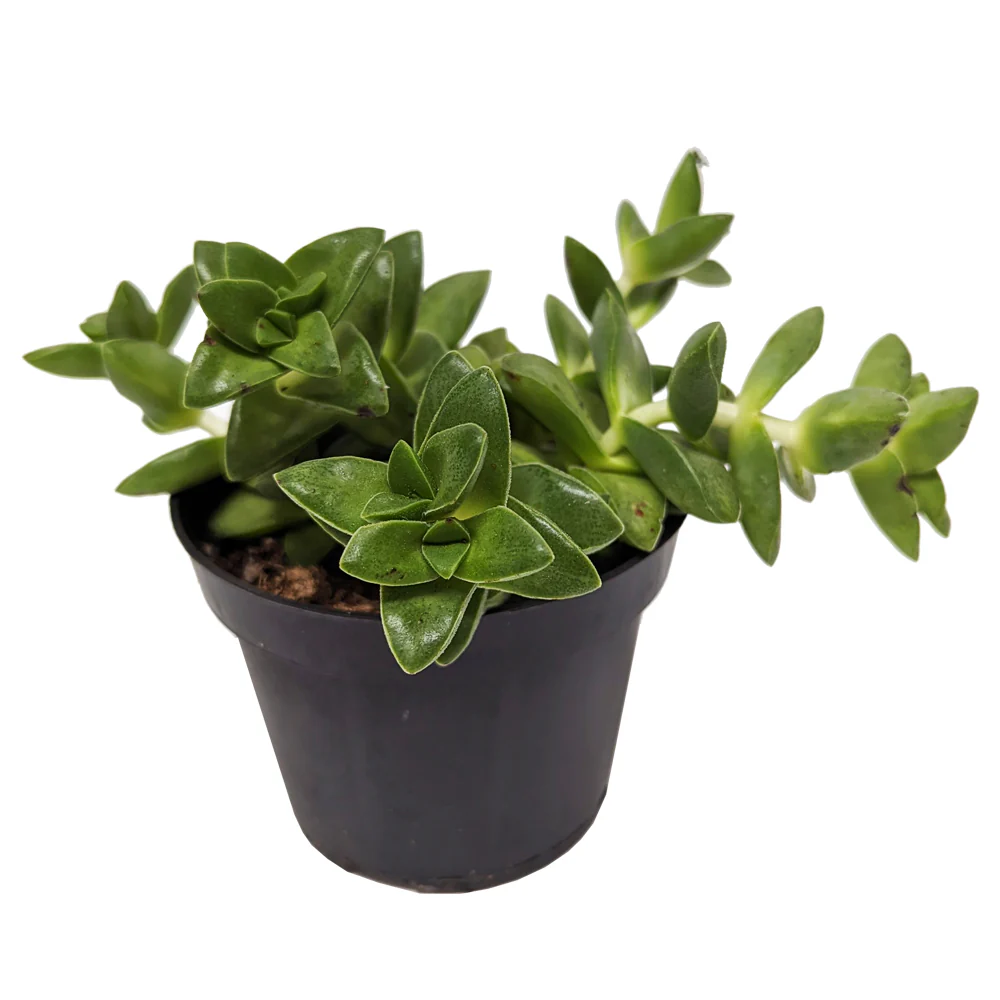 Indoor Plants On Sale