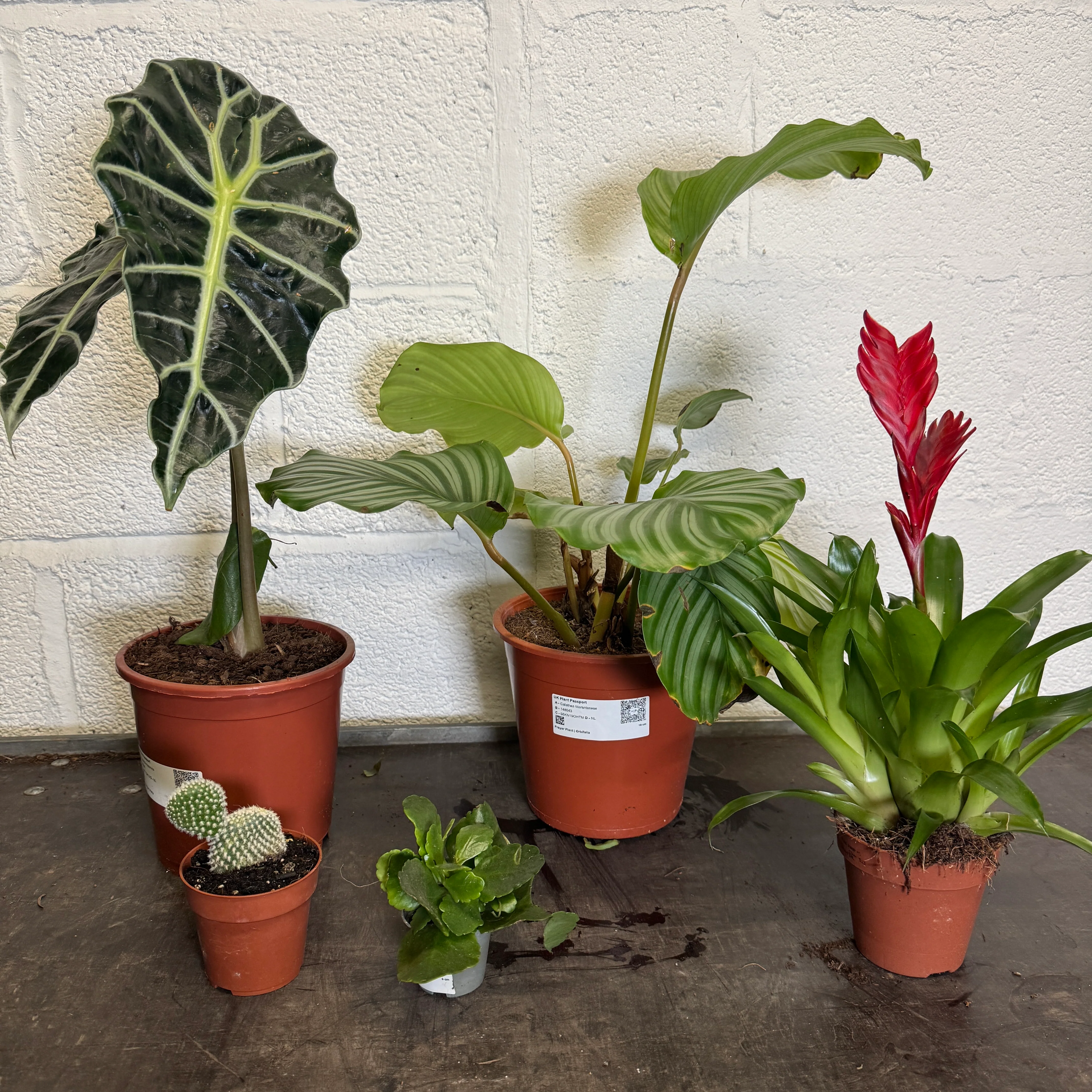 Houseplant Moving Sale