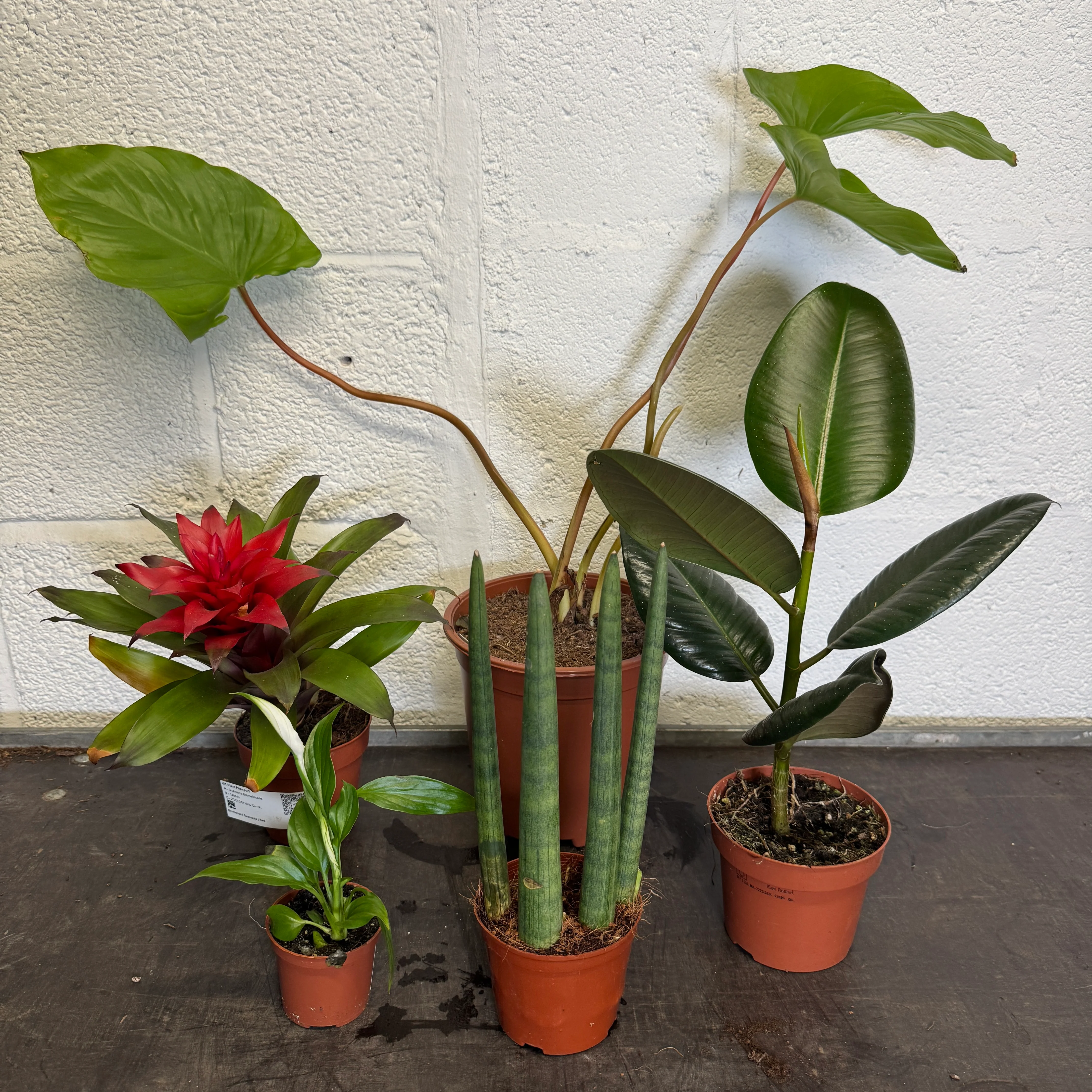 Cyber Monday Indoor Plants